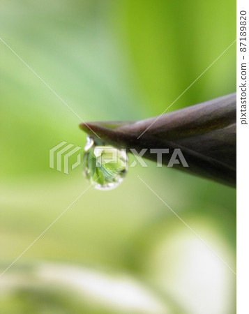 Morning dew on hosta buds Morning dew on hosta buds 87189820