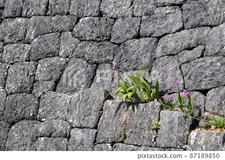 Purple orchid flowers blooming on the walls of the castle in Okinawa 87189850