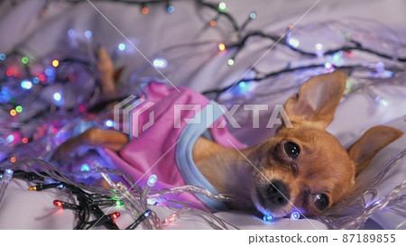 The Toy Terrier is a yellow New Year's dog. 87189855