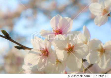Elegant cherry blossom branch blue sky Elegant cherry blossom branch blue sky 87190412