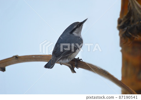 The nuthatch bird is sitting on a branch. Close-up photo. The common nuthatch or coachman (Latin Sitta europaea) is a small bird from the family of nuthatches. The nuthatch bird is sitting on a branch. Close-up photo. The common nuthatch or coachman (Latin Sitta europaea) is a small bird from the family of nuthatches. 87190541