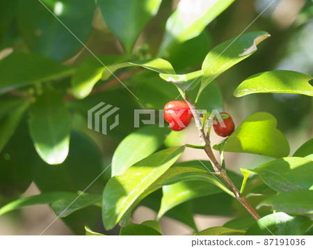 Bright red seeds of microtropis japonica 87191036