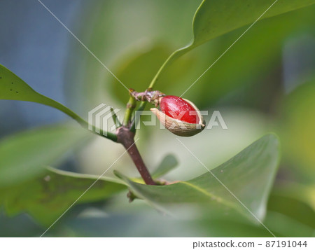 Microtropis japonica (樹荔枝) 與撕裂的果皮和鮮紅色的種子可見特寫 Microtropis japonica (樹荔枝) 與撕裂的果皮和鮮紅色的種子可見特寫 87191044