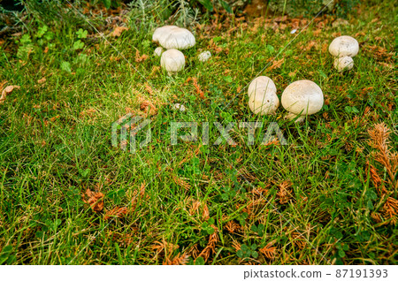 發現可愛的野生蘑菇 發現可愛的野生蘑菇 87191393