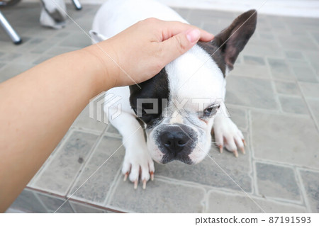 French bulldog or groping dog , tame dog or touching dog 87191593