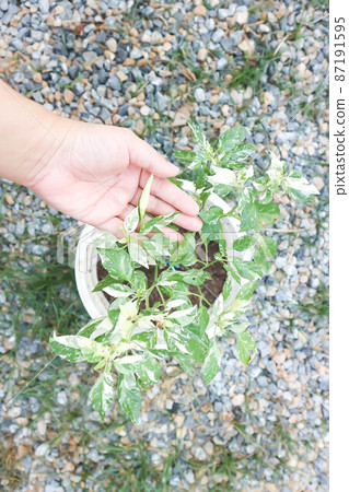 pepper plant or purple pepper plant, chili plant or dotted chili plant pepper plant or purple pepper plant, chili plant or dotted chili plant 87191595