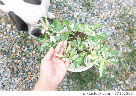 pepper plant or purple pepper plant, chili plant or dotted chili plant 87191596