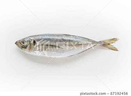 魚 竹莢魚 竹莢魚 魚 鹹水魚 配料 竹莢魚 小竹莢魚 87192456