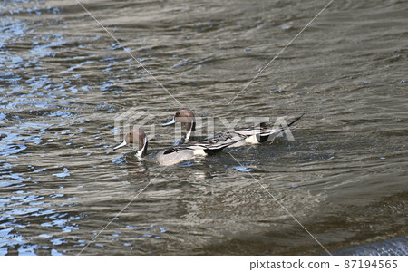 Waterside pintail 87194565