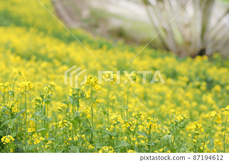 一邊的油菜田 87194612