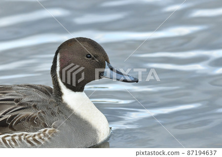 Pintail Pintail 87194637