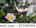 具有美麗淡粉色漸變的山茶花 87195004