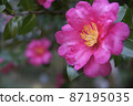 冬花山茶花 87195035