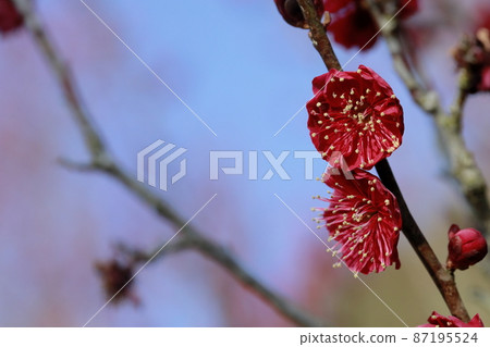 Japanese plum garden 87195524