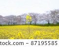 Rape blossoms at the site of Fujiwara Palace in Nara Prefecture 87195585