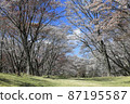 Cherry blossoms at Byobuiwa Sheer Park, Soni Village, Nara Prefecture 87195587