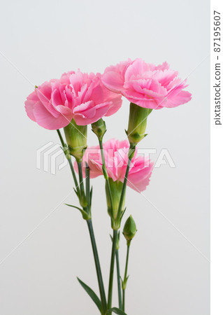 在白色背景的桃紅色康乃馨 在白色背景的桃紅色康乃馨 87195607