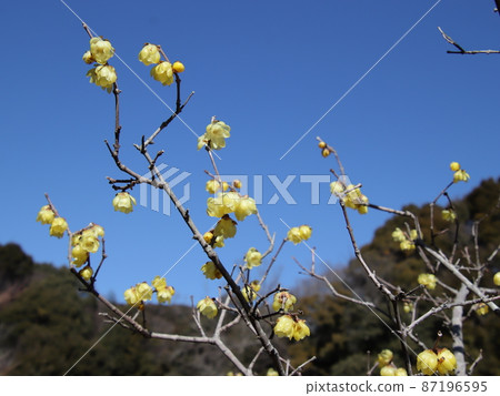日本五香粉在藍天中閃耀 87196595