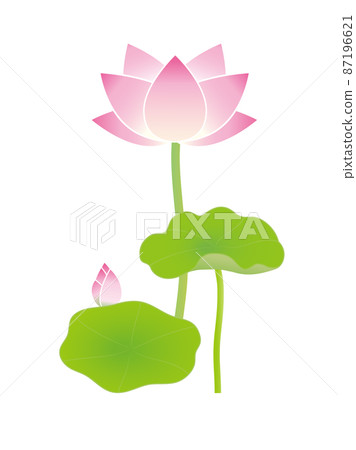 Lotus flower 87196621