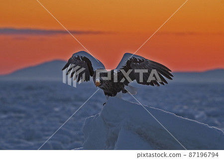 Steller's sea eagle at sunrise 87196794