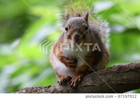 Japanese squirrel 76 87197012