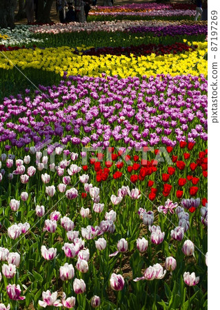 Colorfully blooming tulips Hitachi Seaside Park 87197269
