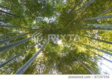 Bamboo grove Bamboo grove 87197350