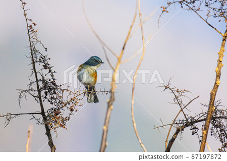 A blue bird that sings nuts, Ruribitaki, December, Tokyo A blue bird that sings nuts, Ruribitaki, December, Tokyo 87197872