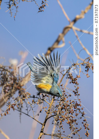 A blue bird that sings nuts, Ruribitaki, December, Tokyo A blue bird that sings nuts, Ruribitaki, December, Tokyo 87197873