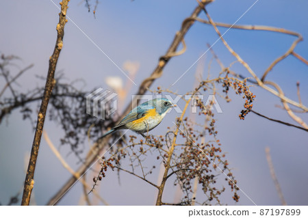 Blue bird holding nuts Ruribitaki December Tokyo Blue bird holding nuts Ruribitaki December Tokyo 87197899