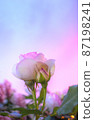 Rose flowers wrapped in a gentle sunset sky 87198241