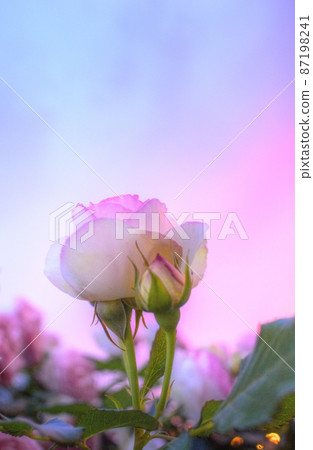 Rose flowers wrapped in a gentle sunset sky 87198241
