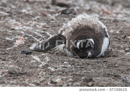 Gentoo Penguin,Hannah Point, Antartica 87198628