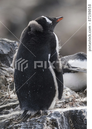 Gentoo Penguin,Hannah Point, Antartica Gentoo Penguin,Hannah Point, Antartica 87198658