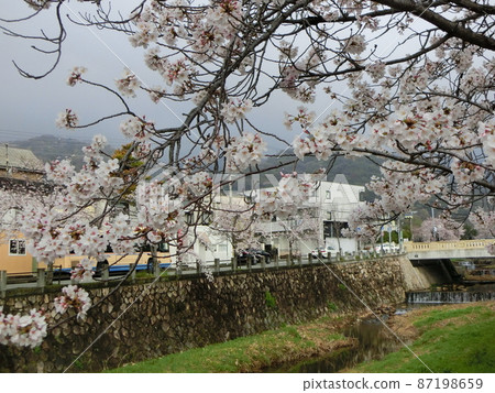 櫻花盛開的日本蘆屋川的春天風景（兵庫縣蘆屋市） 87198659
