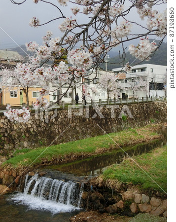 櫻花盛開的日本蘆屋川的春天風景（兵庫縣蘆屋市） 87198660