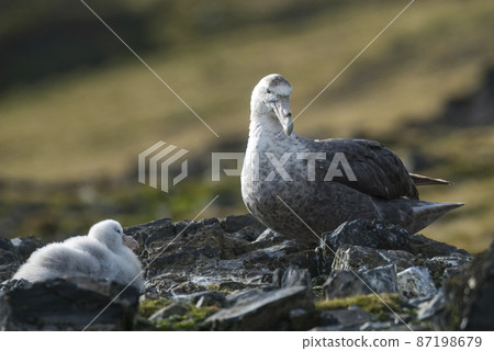 Antarctic giant petrel in nest ,  87198679