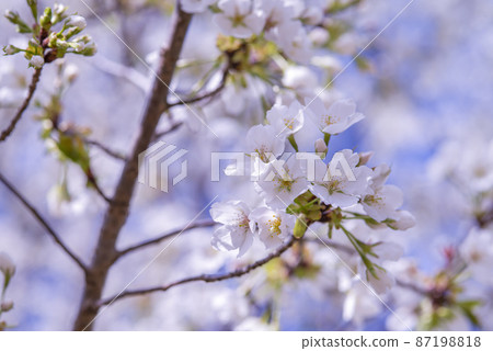 The cherry blossoms are in full bloom and spring is in full bloom The cherry blossoms are in full bloom and spring is in full bloom 87198818