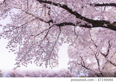 The cherry blossoms are in full bloom and spring is in full bloom The cherry blossoms are in full bloom and spring is in full bloom 87199066