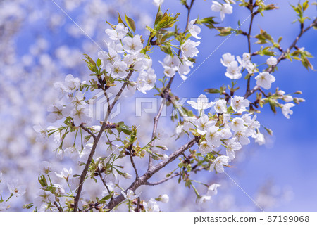 The cherry blossoms are in full bloom and spring is in full bloom 87199068