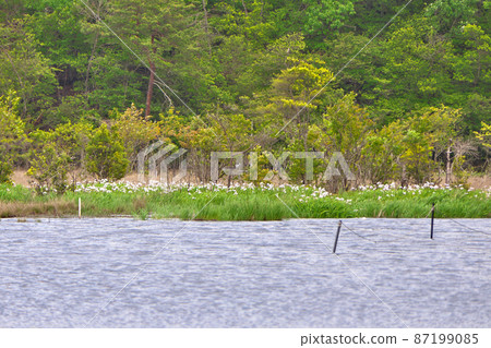 在 Midoro-ga 池塘的浮島上盛開的白色鳶尾花群落 在 Midoro-ga 池塘的浮島上盛開的白色鳶尾花群落 87199085