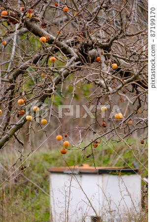 Deciduous apple trees with fallen leaves and a few remaining apples in a field in winter 87199170