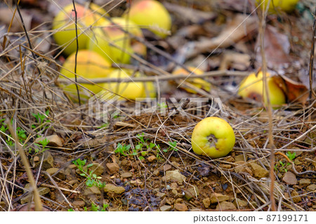 Fallen yellow apples below a deciduous apple tree in a field in winter 87199171