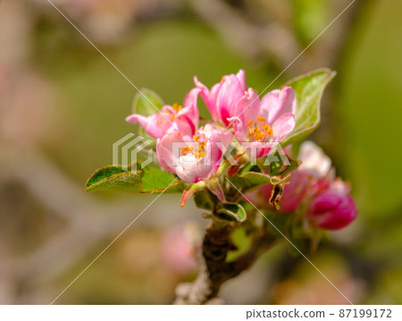 Red apple flowers and burgeons, close up on blurred background in early spring Red apple flowers and burgeons, close up on blurred background in early spring 87199172