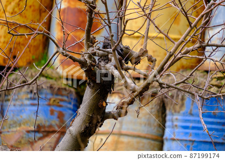 Colorful stacked barrels behind a deciduous apple tree with fallen leaves and fallen yellow apples in a field Colorful stacked barrels behind a deciduous apple tree with fallen leaves and fallen yellow apples in a field 87199174