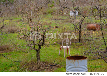 Deciduous apple trees with fallen leaves with one tree starting to blossominearly spting Deciduous apple trees with fallen leaves with one tree starting to blossominearly spting 87199177