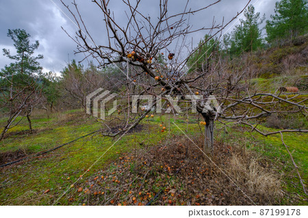 Deciduous apple trees with fallen leaves and a few remaining apples in a field in winter Deciduous apple trees with fallen leaves and a few remaining apples in a field in winter 87199178