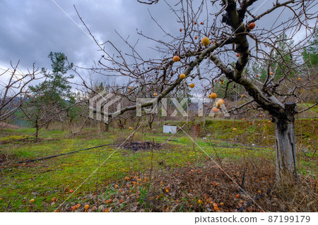 Deciduous apple trees with fallen leaves and a few remaining apples in a field in winter Deciduous apple trees with fallen leaves and a few remaining apples in a field in winter 87199179