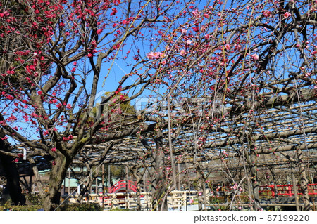 龜戶天神梅花節梅，龜戶，江東區，東京 87199220
