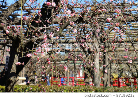 龜戶天神梅花節梅,龜戶,江東區,東京 龜戶天神梅花節梅,龜戶,江東區,東京 87199232